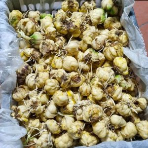 cu hoa loa ken trang