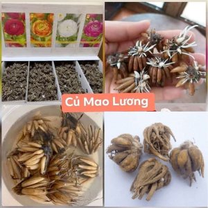 cu hoa mao luong