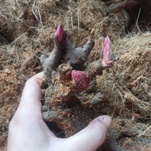 Củ giống hoa Mẫu đơn kép đủ màu