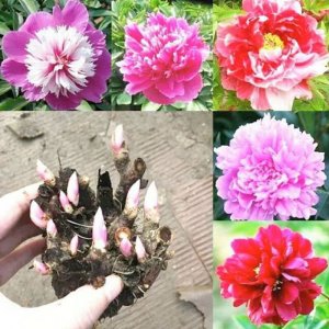 cu hoa mau don nhieu mau