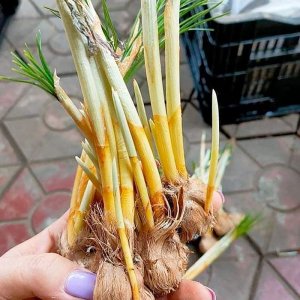cu hoa nghe tay nay mam