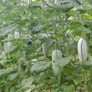 gian bi dao phan trang trai dai