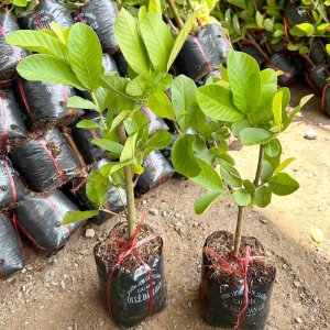 giong cay oi le dai loan