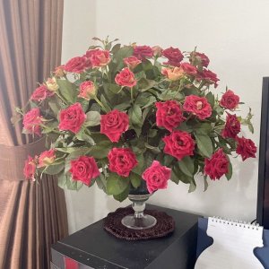 ly nhua cam hoa hong