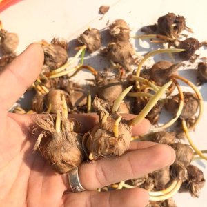 Củ giống hoa Nghệ tây Saffron (Set 5 củ)