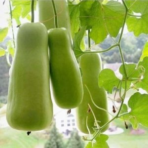 qua bau baby thai lan