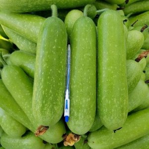 qua bi dao chanh thai lan