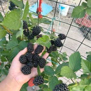 qua mam xoi den phuc bon tu