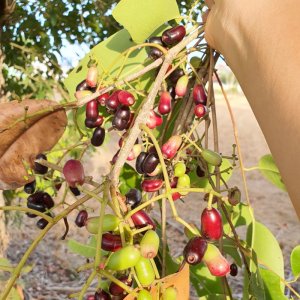 qua tram rung tram voi