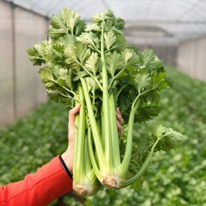 rau can tay be to thai lan