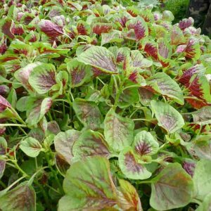 rau den khoang den tia