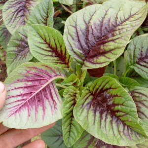 rau den tia den khoang thai lan