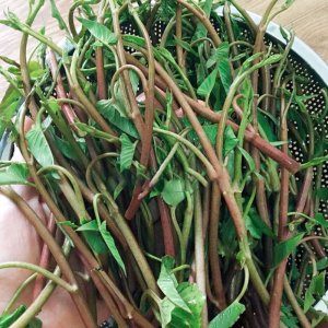 rau muong do sieu ngon thai lan