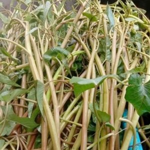 rau muong do thai lan