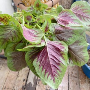 thu hoach rau den tia thai lan la to