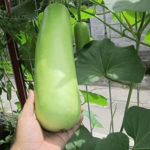 trai bau baby thai lan