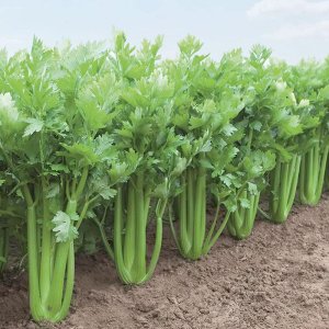 trong rau can tay be to