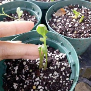 uom cu hoa mao luong