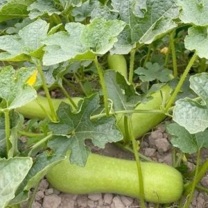 vuon bi dao chanh thai lan