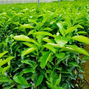 vuon cay giong buoi dien