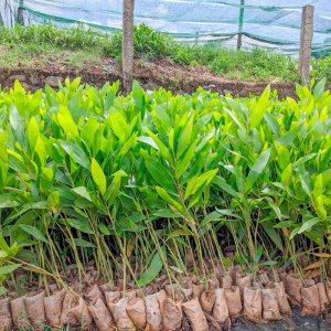 vuon uom giong keo lai