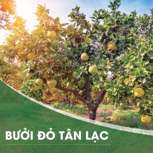 cay buoi do tan lac