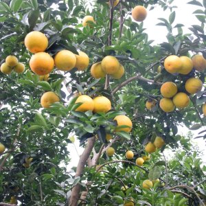 cay cam vinh dac san nghe an