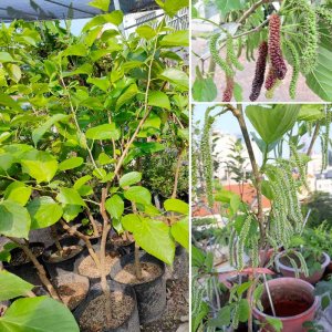 cay dau dai loan trai dai