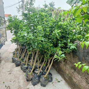 cay giong cam vinh choai