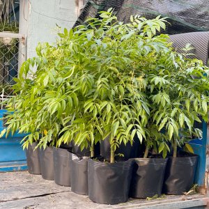 Cây giống Cóc Thái xanh cao 60cm-1m2