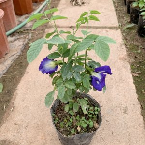cay giong dau biec 30 50cm