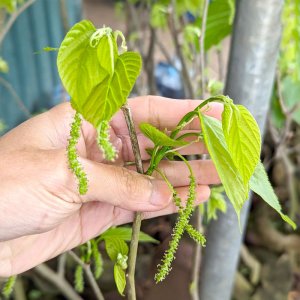 cay giong dau dai loan dang qua