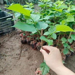 Cây giống Dâu Đài Loan quả dài, vị ngọt đậm, cho quả sớm sau 6-8 tháng