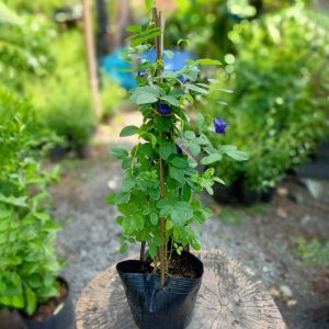 Cây giống hoa Đậu biếc tím leo giàn đang sẵn hoa