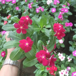 Cây giống hoa Dừa cạn đứng/ rủ bầu con nhiều màu