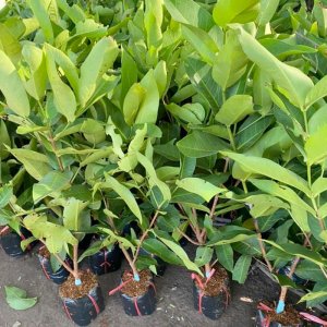 Cây giống mận An Phước (Roi đỏ Thái Lan) quả đỏ, không hạt