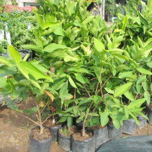 cay giong roi do thai lan khong hat