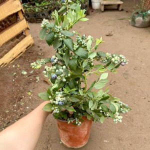 Cây giống Việt quất tứ quý (Blueberry) lùn quả tím