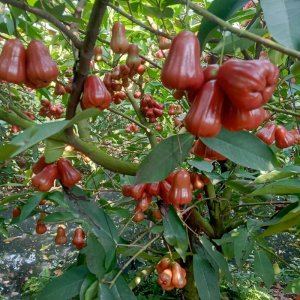 cay roi do man an phuoc