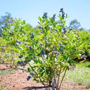 cay viet quat tu quy