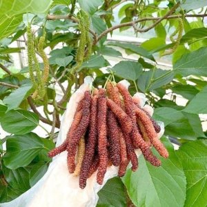 dau dai loan qua dai