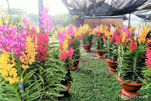 Hoa lan Mokara - Giống lan đa màu sắc và có Giá trị kinh tế cao