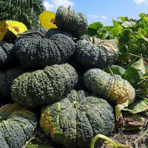 qua bi ngo do da coc