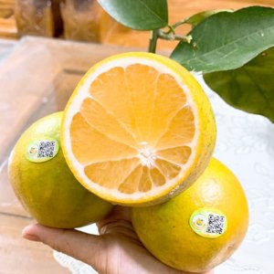 qua cam vinh dac san nghe an