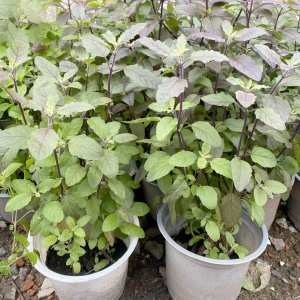 cay giong huong nhu tia