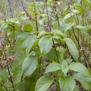 cay huong nhu trang dang ra hoa