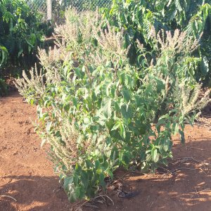 cay huong nhu trang la xanh