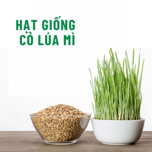 hat giong co lua mi dinh duong