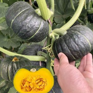 qua bi ngo hat de bi nhat da xanh