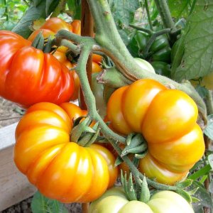 qua ca chua mui khia qua to